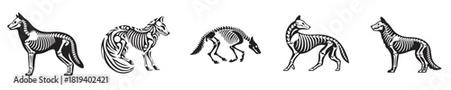 wolf silhouette bone skeleton vector