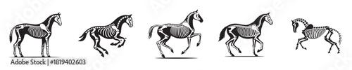 horse skeleton silhouette vector