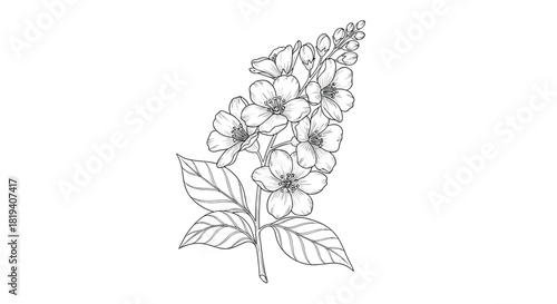 A beautiful and detailed black and white botanical line drawing of a blooming flower stem with leaves and buds illustrated.