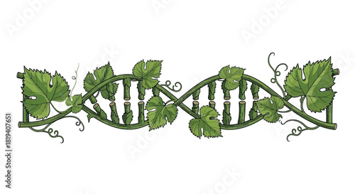 Grapevine dna strand with leaves and tendrils isolated on transparent background