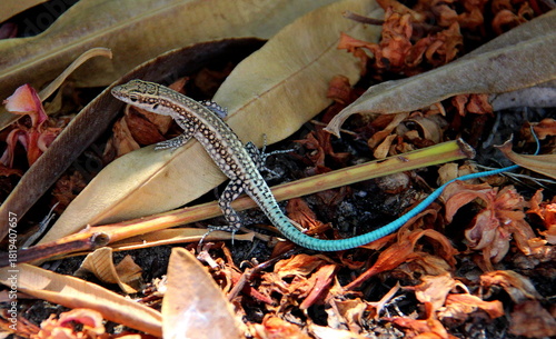 Rock Lizard at Rodos island