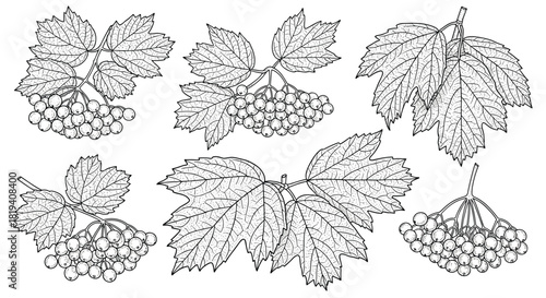 Detailed botanical illustrations of viburnum branches featuring distinctive lobed leaves and clusters of round berries, perfect for nature-themed designs.