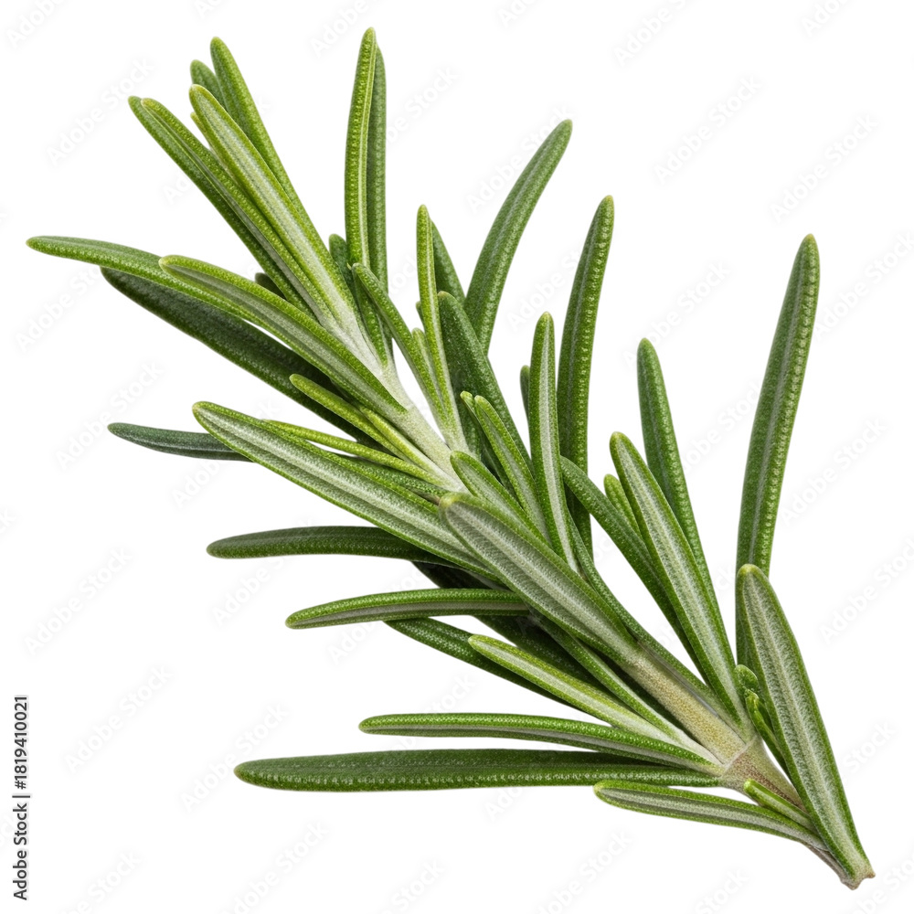 Fototapeta premium Garnish herb fresh rosemary sprig isolated on white & transparent background, aromatic ingredient PNG for restaurant menu, organic cooking promotion and premium culinary product branding visuals