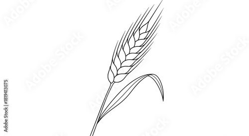 A detailed black outline drawing depicts a single wheat stalk complete with a mature head of grain and a graceful accompanying leaf.