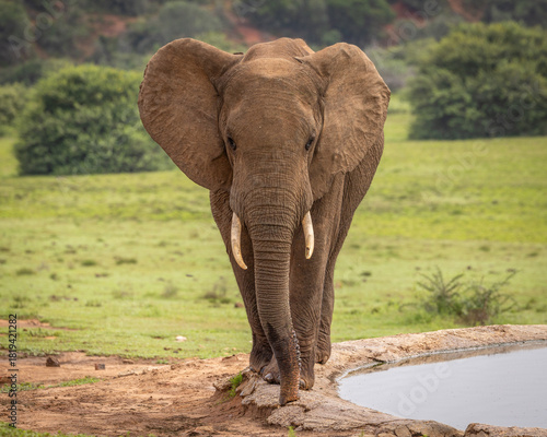 An elephant ( Loxodonta Africana) drinking at a waterhole, Addo Elephant National Park, South Africa.