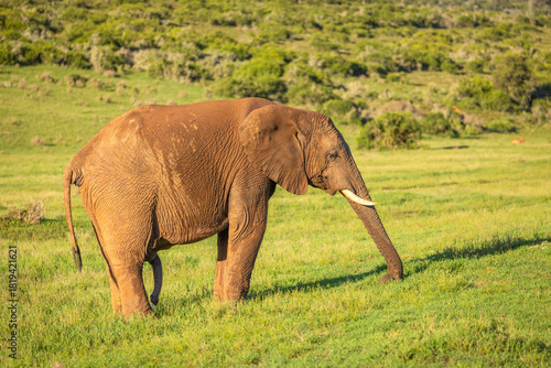 An elephant ( Loxodonta Africana), Addo Elephant National Park, South Africa.
