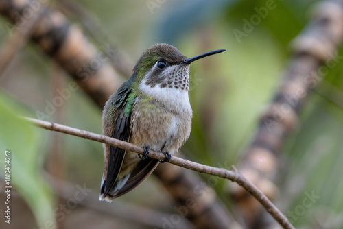 A detailed close-up of a small hummingbird with green and white plumage perched on a thin branch against a soft, blurred natural background.