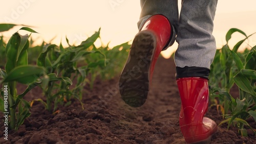 small green corn sprouts sunset field, child running rubber boots across corn field, agriculture, running children feet, childhood corn field, green farming sprouts, kid running rubber boots kicking