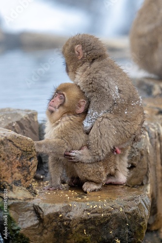 Macaque siblings playing