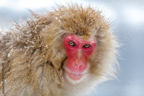 Japanese macaque in winter