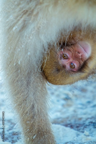 Baby monkey in Japan