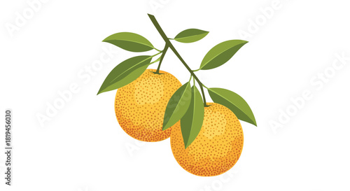 Vintage-style illustration of a tree branch with two textured oranges and several fresh green leaves on white.