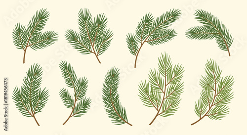 A beautiful collection of hand-drawn pine tree branches with green needles perfect for Christmas and winter holiday designs.