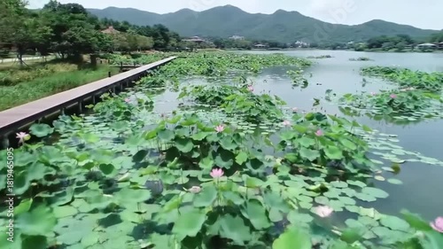 Wooden walkway bridges tranquil lake filled with blooming water lilies.