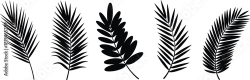 Palm leaf silhouette, tropical foliage, botanical design, black vector, nature art, leaf shape, exotic plant, minimal style, organic, tropical