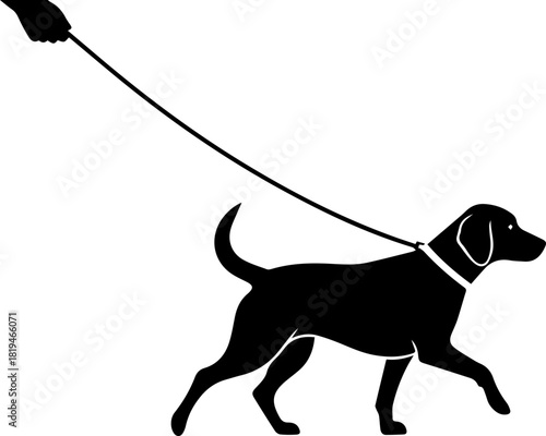 Man's best friend confidently walks on a leash outdoors, embodying companionship and outdoor adventure for active lifestyles.