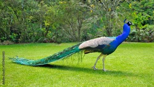 Peacock Long Train Tail