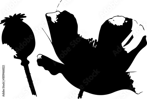 Elegant silhouette of a blooming poppy flower and its seed pod, showcasing natural beauty and organic form for artistic and botanical designs.