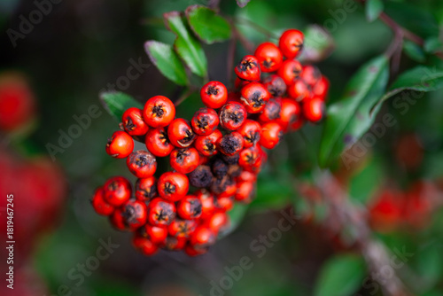 Firethorn berries (Pyracantha)