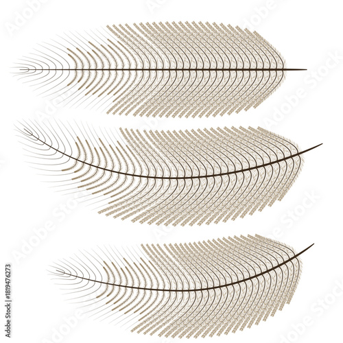 kiwi bird feather vector drawing.