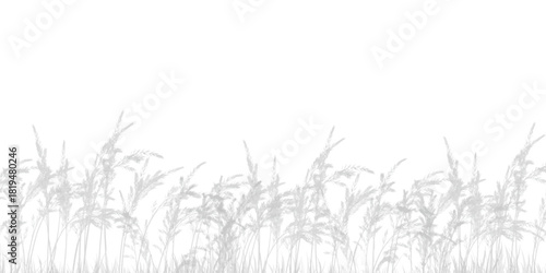 grass silhouette isolated on white.  Abstract neutral nature concept background. Space for text.