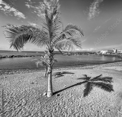 Attractive palm trees on beach at Playa San Juan, Teneriffe, Spain