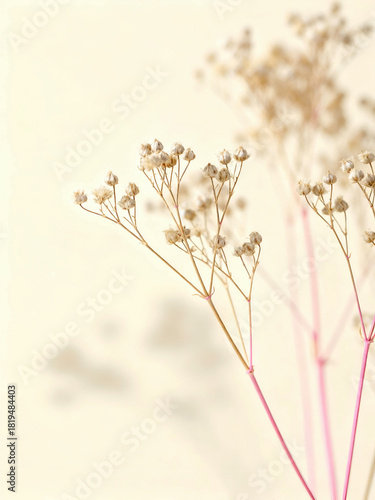 Delicate Floral Stems with Shallow Depth of Field – Elegant Minimal Nature Art