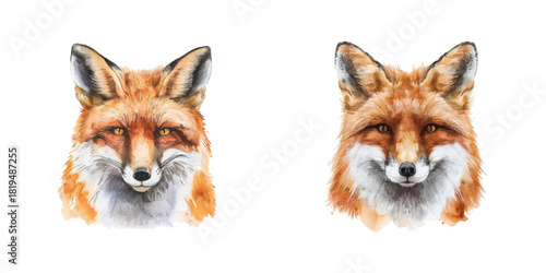 fox head watercolor vector illustration
