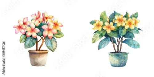 frangipani plant on pot watercolor vector illustration