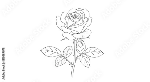 A delicate rose illustration showcasing intricate details and graceful contours, perfect for designs seeking natural beauty.