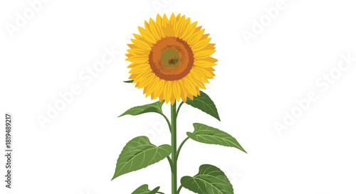 Illustration of a cheerful yellow sunflower with green leaves and a brown center, standing tall and bright against a white background.