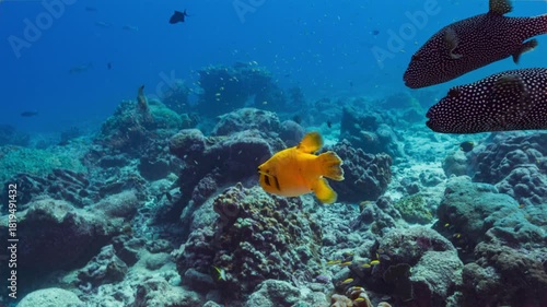 Underwater shot following a small group of Guineafowl Pufferfish with two Golden individuals as they swim over a coral reef at a remote Pacific Island.