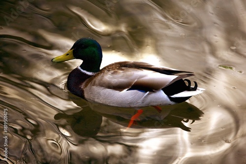 Germano Reale maschio in un lago d'oro 