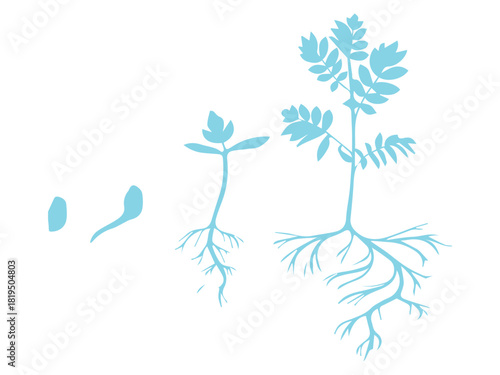 Plant Life Cycle
