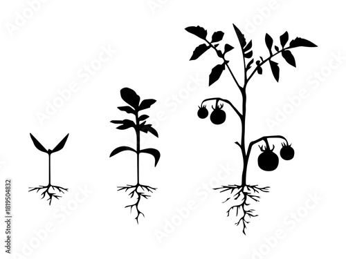 Plant Growth Stages