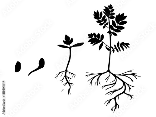 Plant growth stages