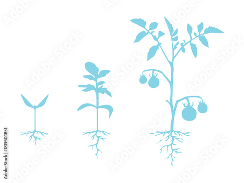 Tomato Plant Stages