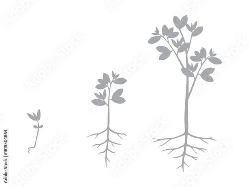 Plant Growth Stages
