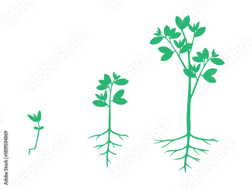 Plant Growth Cycle Stages