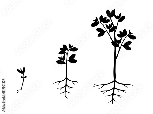 Plant Growth Stages