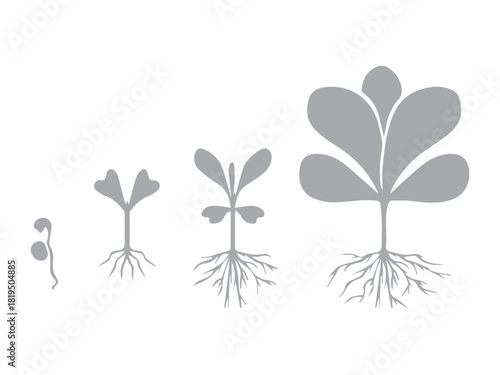 Plant Growth Stages