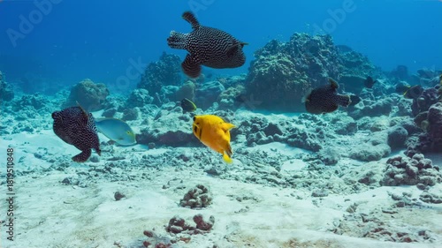 Underwater shot following a small group of Guineafowl Pufferfish with two Golden individuals as they swim over a coral reef at a remote Pacific Island.