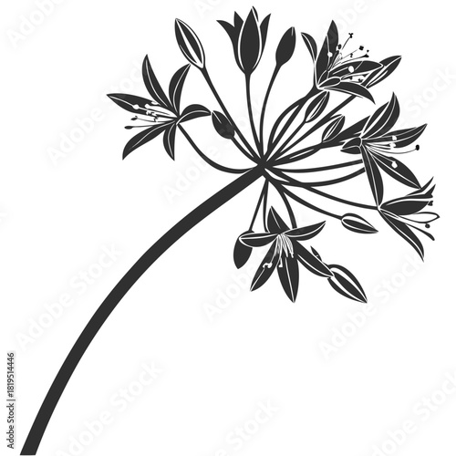 allium moly on white background 