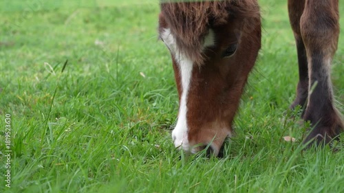 Horse grazing happily in green meadow, close up on animal eating fresh grass during a sunny day, peaceful and relaxing