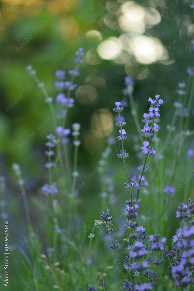 Obraz premium Lavender blooming flowers closeup on bokeh lights and lavender flowers background. Scene with lavendula flowers. Selective focus. Golden hour. Lavender background.