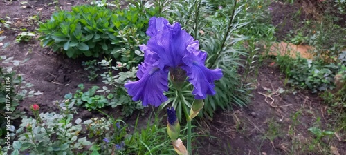 This horizontal photo showcases a vibrant purple iris flower in a lush garden setting, highlighting its delicate petals and intricate details against a blurred background
