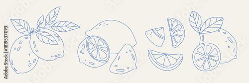 Lemon doodle set with slices and leaves