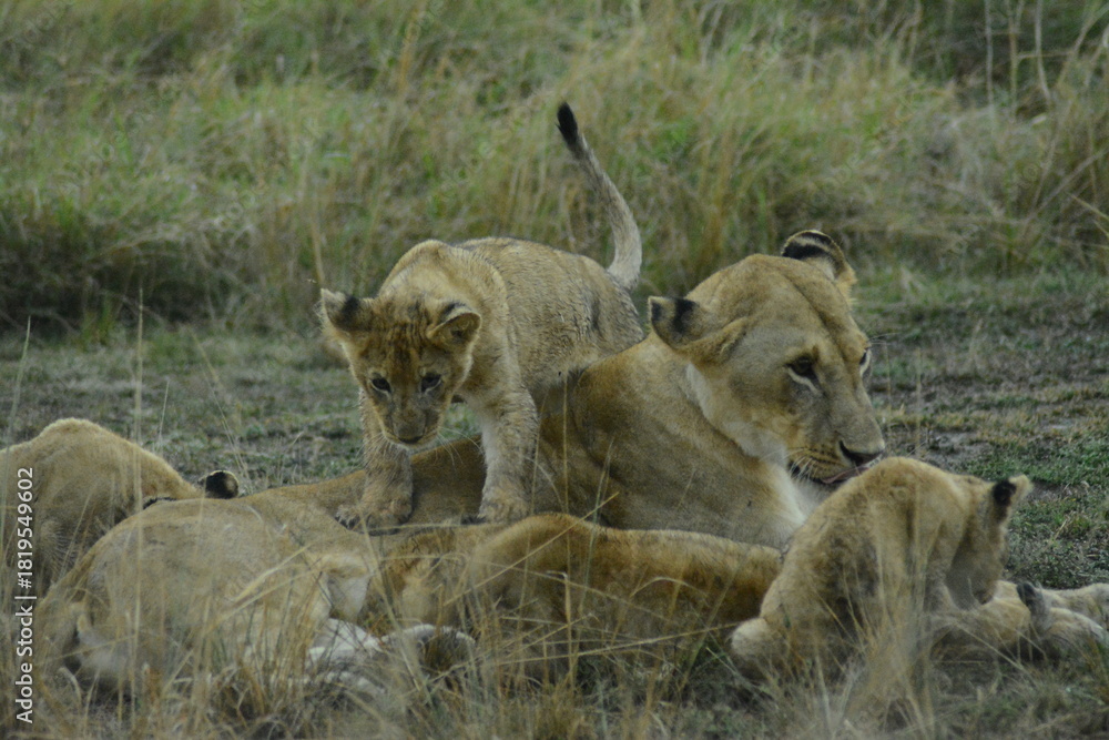 Fototapeta premium Safari