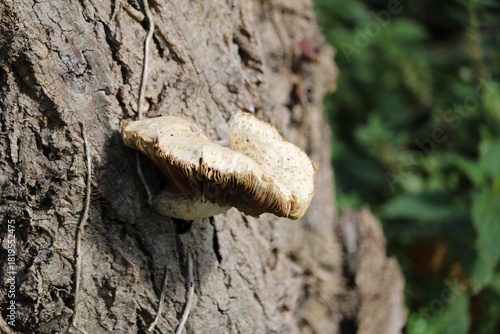 Pholiote du peuplier