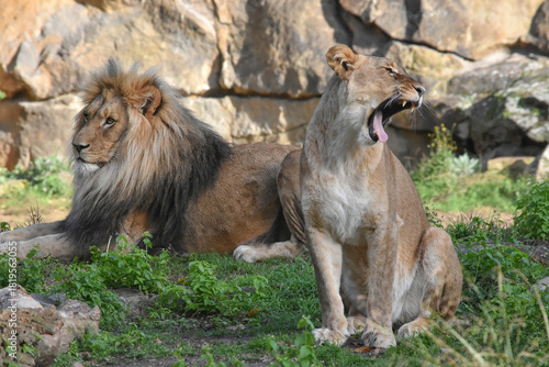 Photography Lioness yawning widely with male lion beside her